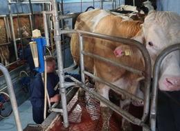 Hayvancılığa yeni destek modeli geliyor