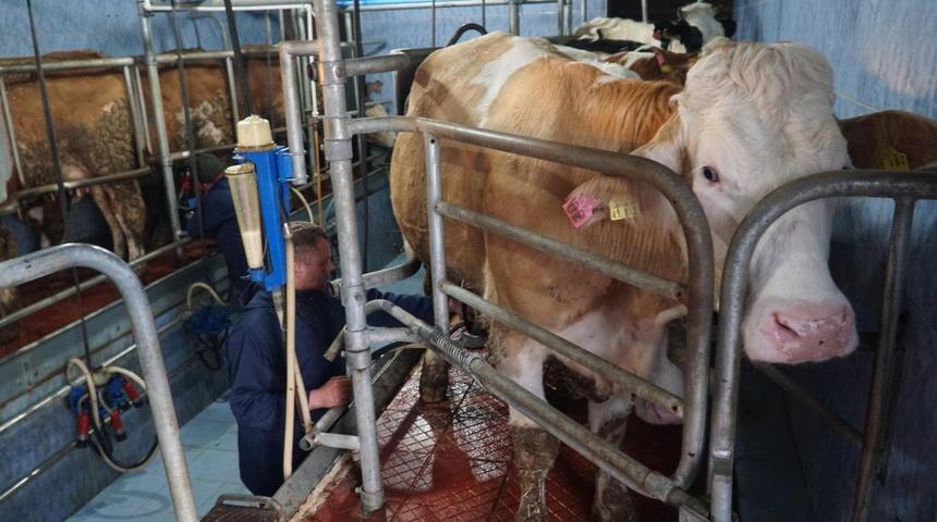 Hayvancılığa yeni destek modeli geliyor