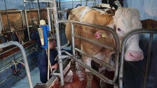 Hayvancılığa yeni destek modeli geliyor