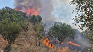Manisa Turgutlu'da orman yangını! Tarım arazisinde başladı, hızla yayıldı
