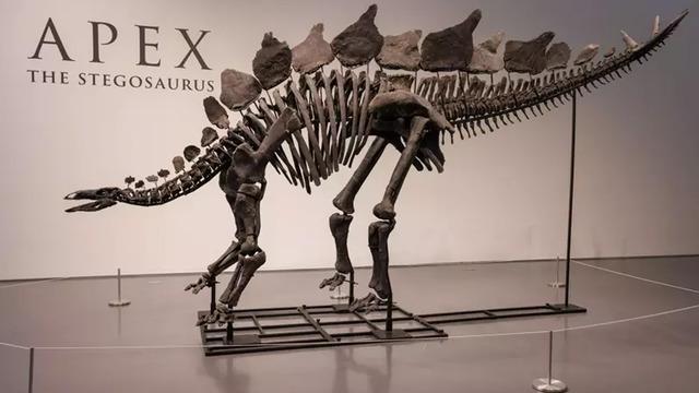 Dinozor iskeletinin satış fiyatı dudak uçuklattı