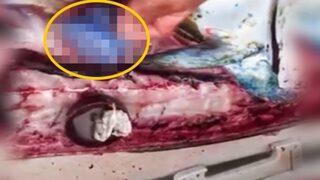 Balığın içinden çıkanlar şoke etti!