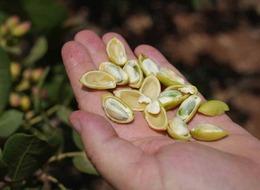 Yeşil altın diyorlar... Geri sayım başladı! 'Fiyatların yüksek olacağını tahmin ediyoruz'