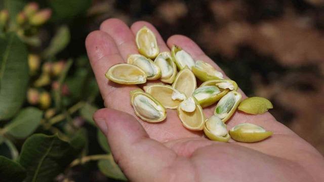 Yeşil altın diyorlar... Geri sayım başladı! 'Fiyatların yüksek olacağını tahmin ediyoruz'