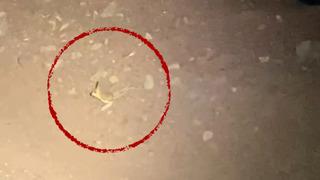 Hiç su içmeden yaşayabiliyor! 'Kırmızı' listede yer alan o hayvan Adıyaman'da görüldü