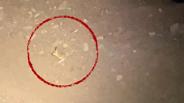 Hiç su içmeden yaşayabiliyor! 'Kırmızı' listede yer alan o hayvan Adıyaman'da görüldü