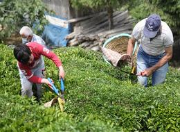 50,30,25 derken şimdi de 20'ye düştü! ÇAYKUR'dan yeni kontenjan kararı! 