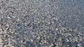 Bodrum'da hava sıcaklığı 45 dereceye ulaştı: Yollardaki asfalt eridi