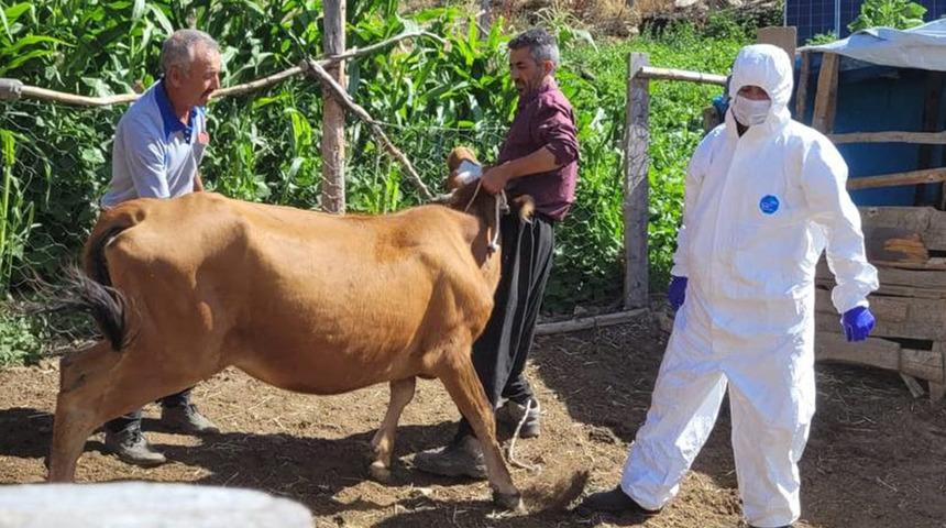 Adana Feke'de şarbon hastalığı görüldü! Aşılama çalışması başladı