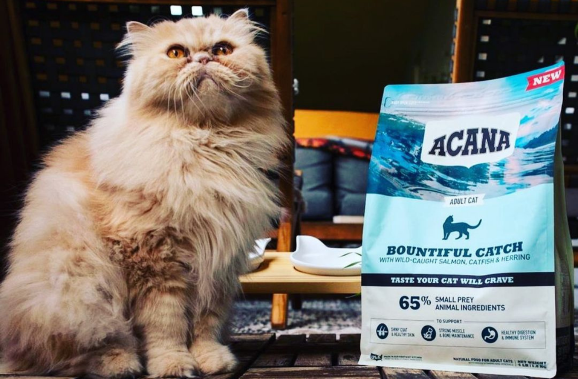 Kedilerinizin bayılacağı en lezzetli mamalar Prime Day'e özel indirimde