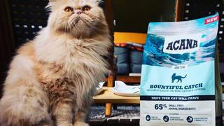 Kedilerinizin bayılacağı en lezzetli mamalar Prime Day'e özel indirimde