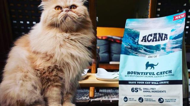 Kedilerinizin bayılacağı en lezzetli mamalar Prime Day'e özel indirimde