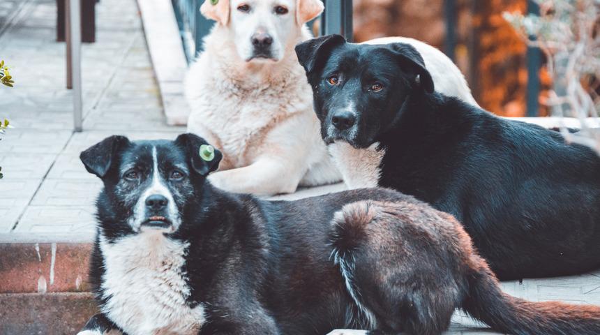 Sokak hayvanları yasa teklifinde yeni detay: Belediye başkanına hapis, hayvan sahibine 60 bin lira ceza