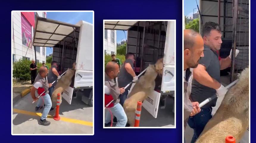 Tartışmalar sürerken... Arnavutköy Belediyesi sokak köpeklerini toplamaya başladı