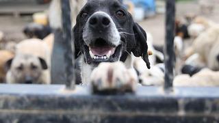 Sahipsiz hayvanlara yönelik kanun teklifi, TBMM Komisyonu'nda kabul edildi