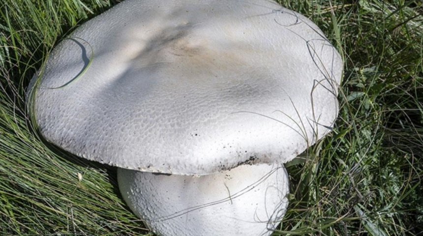 Yağışların ardından ortaya çıkan 'dev mantar' bereketi! Bazıları 40 santimi buldu