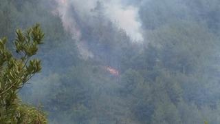 Sinop'ta çıkan orman yangını kontrol altına alındı