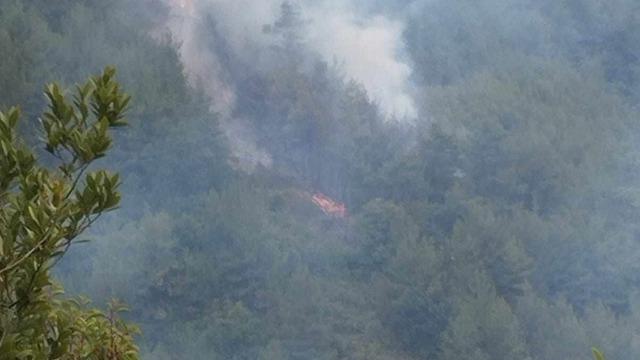 Sinop'ta çıkan orman yangını kontrol altına alındı