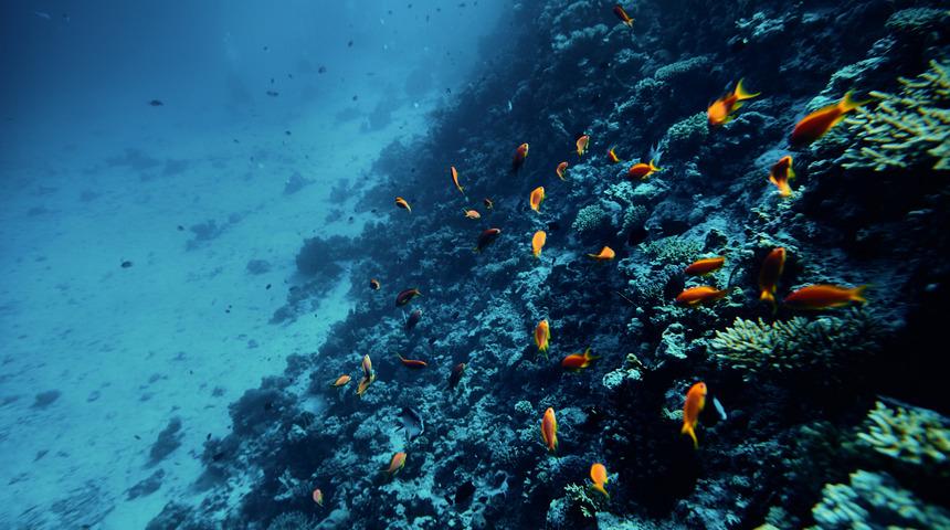 Bilim dünyası da şaşkın! 'Karanlık oksijen' keşfi çığır açtı: Tamamen karanlıkta, kendi kendilerine oksijen üretiyorlar