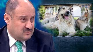 Yasayı çiğnemeyi göze aldı: Şanlıurfa Büyükşehir Belediye Başkanı Kasım Gülpınar'dan sokak hayvanları resti! Burada uygulatmam 