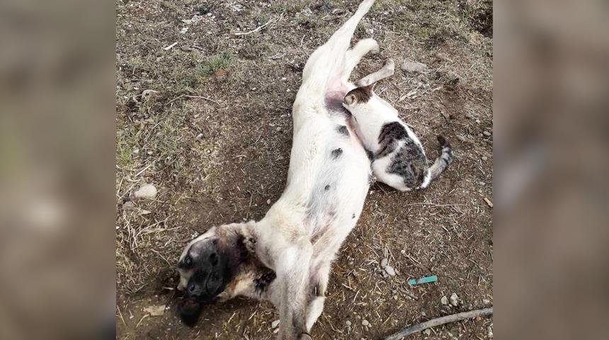 Kedi, köpekten süt emdi! Usulca yanına sokulup... Herkesin içini ısıtan anlar