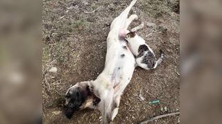 Kedi, köpekten süt emdi! Usulca yanına sokulup... Herkesin içini ısıtan anlar