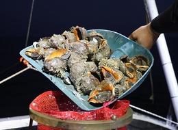 Deniz salyangozu ihracatı yüzde 29 arttı! İlk sırada Güney Kore var