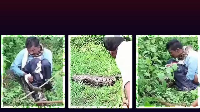 Tuvaletini yapan adamın boynuna 5 metrelik ölümcül piton çullandı: Kurtarmak için vura vura öldürdüler