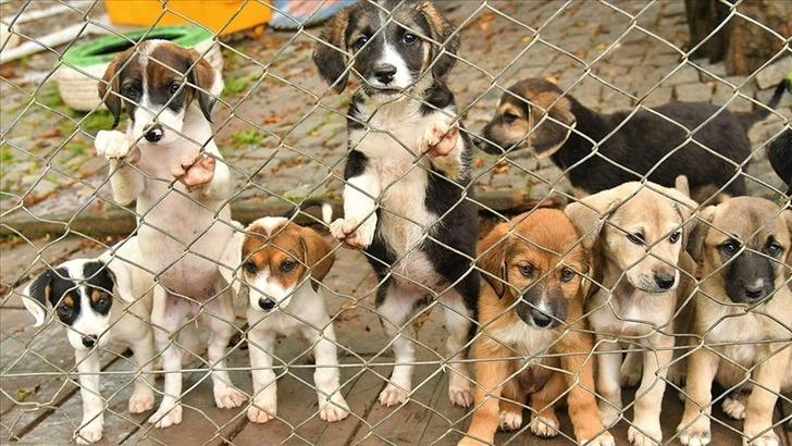 Ötanazi uygulamasının detayları kesinleşti! Sahipsiz sokak köpekleri düzenlemesinde tanımlamalar sil baştan