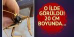 Bahçesinde karşılaştı! Dev boyutta... Etçil olduğu öğrenildi