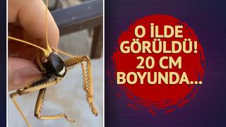 Bahçesinde karşılaştı! Dev boyutta... Etçil olduğu öğrenildi