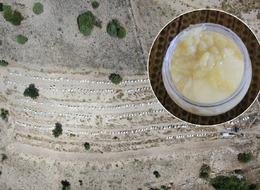 Kilosu 30 bin TL'ye satılıyor! Çoğunu yurt dışına gönderiyorlar 'O ürüne göre daha kazançlı' Kısırlık, kanser, şeker... Neredeyse iyi gelmediği hastalık yok