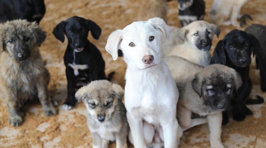 Sokak hayvanları yasası Resmi Gazete'de yayımlanarak yürürlüğe girdi!