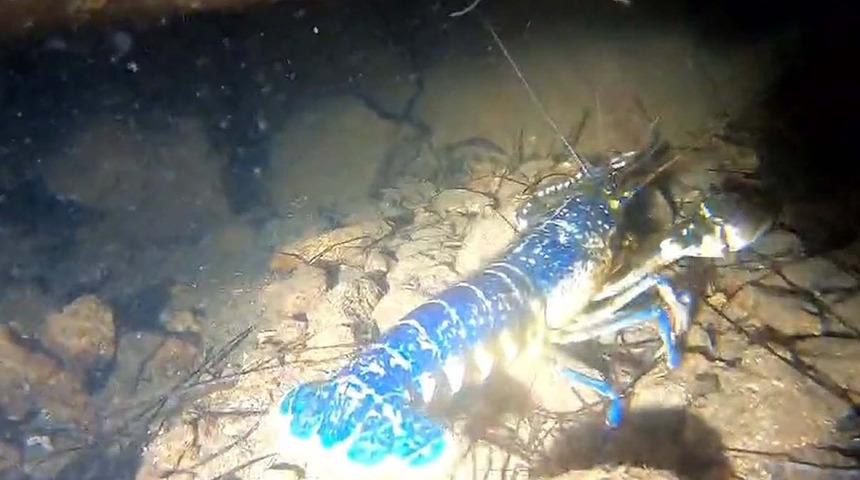 200 milyonda 1 görülüyor! Ayvalık'ta 'mavi ıstakoz' heyecanı yaşandı