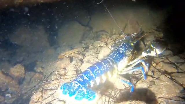 200 milyonda 1 görülüyor! Ayvalık'ta 'mavi ıstakoz' heyecanı yaşandı