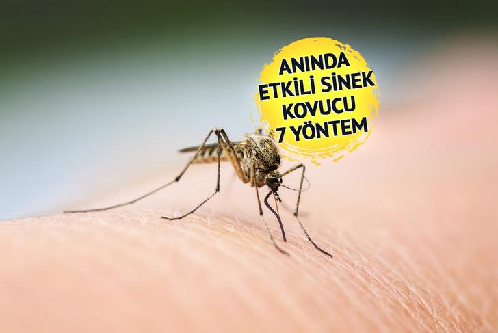 'Kaşıma daha çok kaşınır' Sivrisineklerden kurtulmanın etkili ve doğal yolları! Kokusunu aldığı an kaçıyorlar