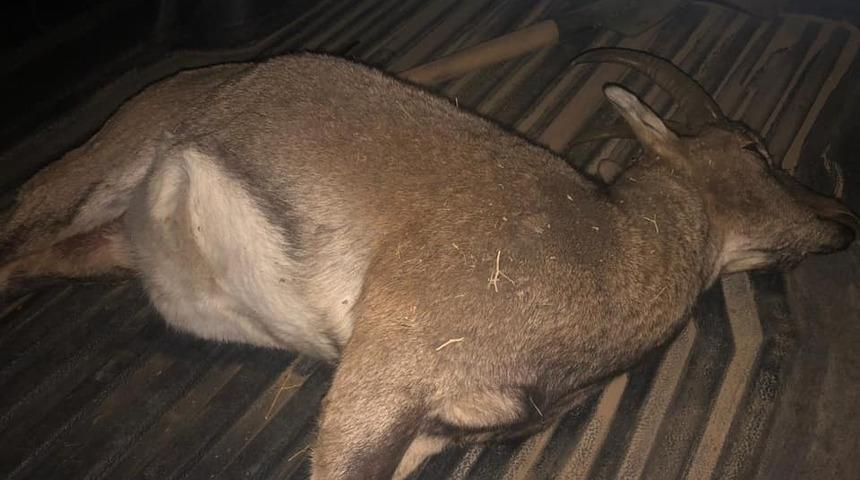 Dağ keçisi avına 694 bin lira para cezası