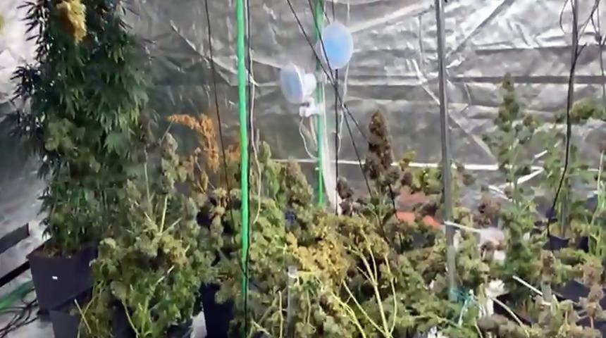 Pahalı diye yakındı! Evine sera kurup, uyuşturucu madde yetiştirdi!