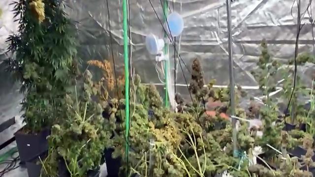 Pahalı diye yakındı! Evine sera kurup, uyuşturucu madde yetiştirdi!