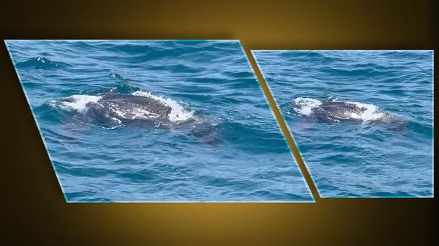 İstanbul Boğazı'nda bir ilk! Görünce inanamadı... Tarihe geçen görüntü: Boyları 2 metre, ağırlığı 600 kilogramı bulabiliyor