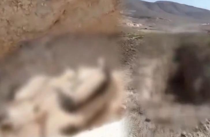 Niğde'de toplu k&ouml;pek itlafı iddiası! G&ouml;r&uuml;nt&uuml;ler sosyal medyayı ayağa kaldırdı: Niğde Belediye Başkanı Emrah &Ouml;zdemir'den a&ccedil;ıklama