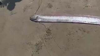 'Kehanet balığı' olarak biliniyordu! Kıyıya vurunca halkta panik yarattı... Deprem habercisi iddiaları yükseldi
