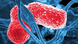 Dünyada süper bakteri alarmı: DSÖ ülkeleri uyardı! 'Güçlü bağışıklık sisteminde bile hızla ilerliyor' Ciddi enfeksiyonlara neden oluyor