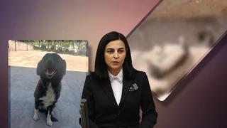 Niğde'de toplu köpek itlafı iddiası gündem yaratmıştı! 'Üzeri toprakla örtülmemeli' AK Partili vekilden paylaşım 'Bu güler yüzlü köpeğe ve yavrularına...'