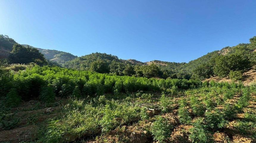 Diyarbakır'da 1 milyon 635 bin 230 kök Hint keneviri ve 82 kilogram esrar ele geçirildi