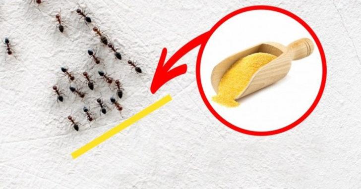 İstenmeyen misafirlerden kurtulmanın yolları