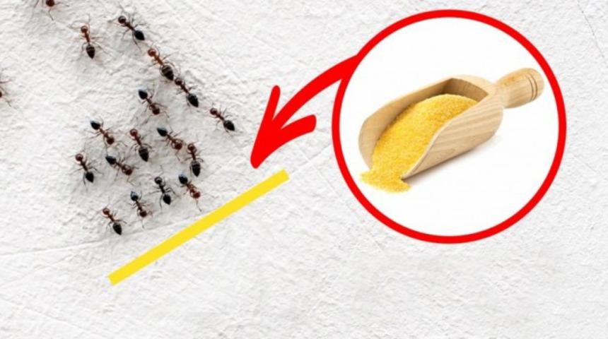 İstenmeyen misafirlerden kurtulmanın yolları