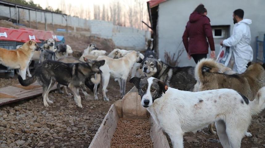 Sahipsiz sokak hayvanları yasası için CHP'den yeni hamle! Özgür Özel tarih verdi: AYM hızla iptal kararı verir