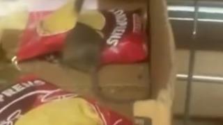 Görüntüler şoke etti! İstanbul'da zincir marketi fareler bastı