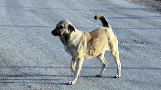 'Sokak köpekleri için 'Canlı canlı derisini yüzerim' dedi: Sosyal medya ayağa kalktı: 'Doktor olmuşsun ama bu adam potansiyel katil!'